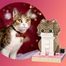 Pet Toys